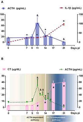 Evidence in Favor of an Alternative Glucocorticoid Synthesis Pathway During Acute Experimental Chagas Disease